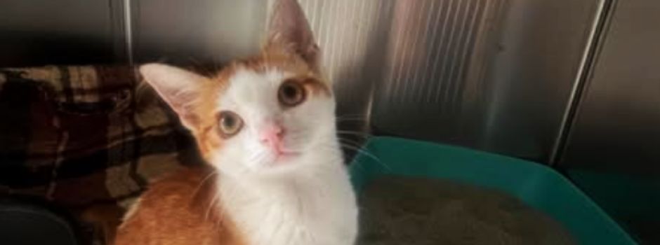 Kleine Katze im Mainzer Tierheim