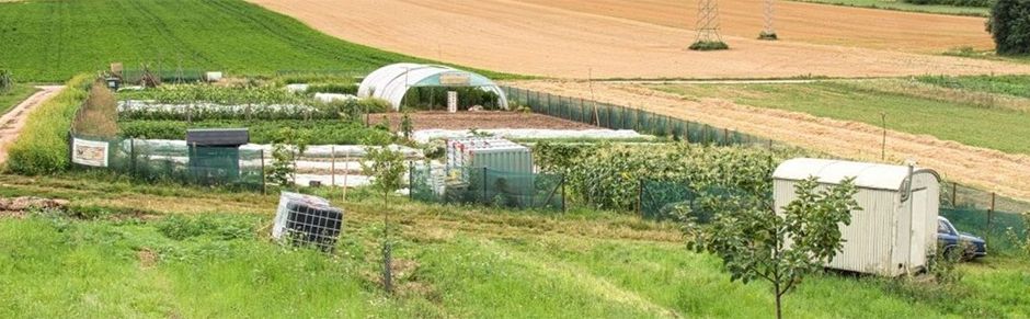 Vom Acker auf den Teller: SoLaWi Feldkultur lädt zur öffentlichen Gärtnereiführung