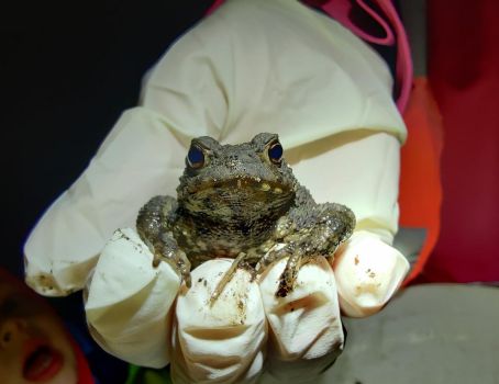 Helfende Hände im Amphibienschutz gesucht!