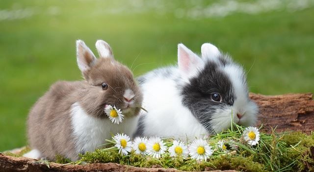 Frohe Ostern