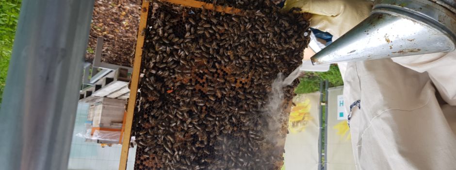 200.000 neue Nachbarn: Bienen im Finther Wohngebiet angesiedelt