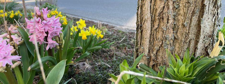 Jetzt Grünflächenpate in Steinkirchen werden