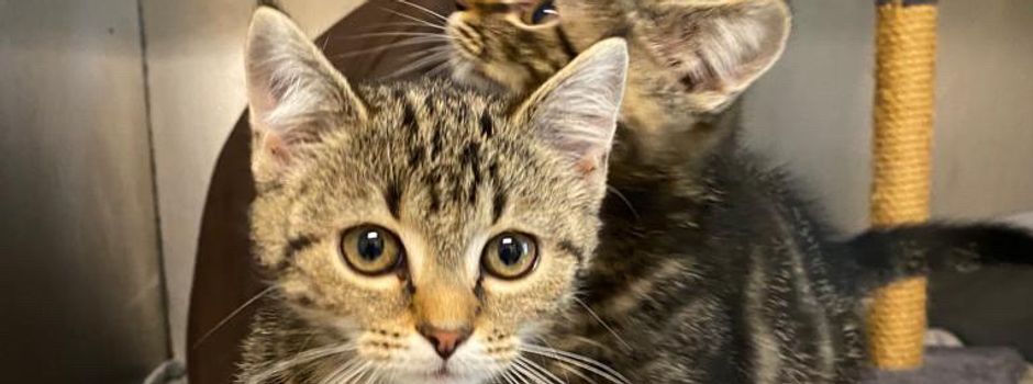 Lebende Katzenbabys in Müllbeutel entsorgt