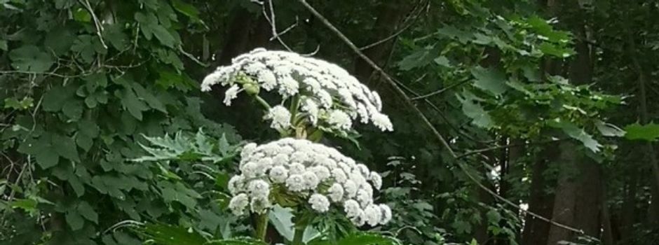 Riesenb&#228;renklau