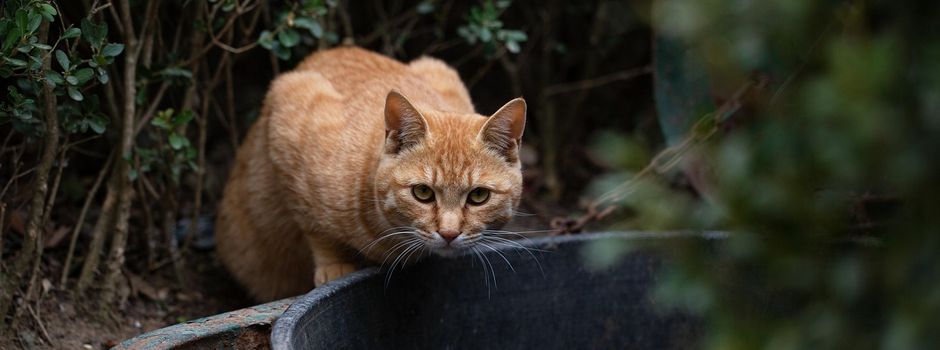 Katzenschutzverordnung: Diese Regeln gelten in Geesthacht