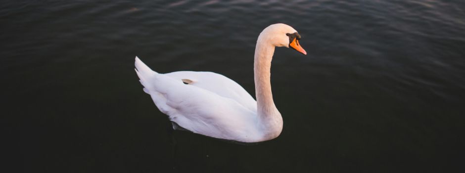 Polizisten fangen verletzten Schwan auf A60