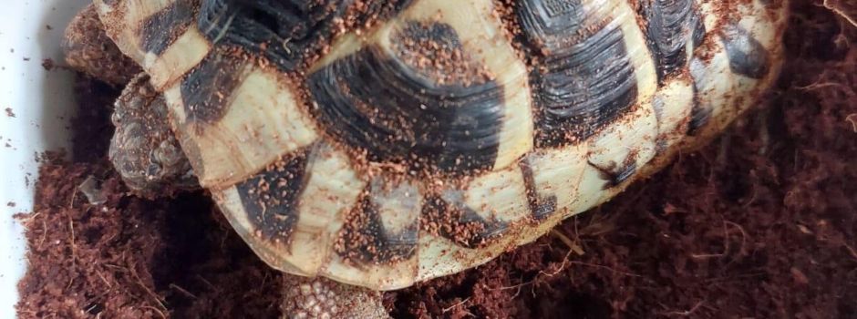 Schildkröte in Wiesbadener Sperrmüll entdeckt