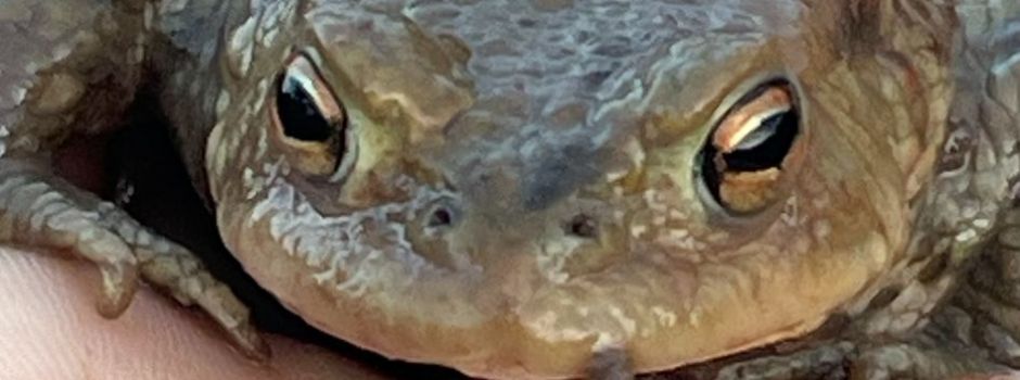 Amphibienretter waren wieder erfolgreich