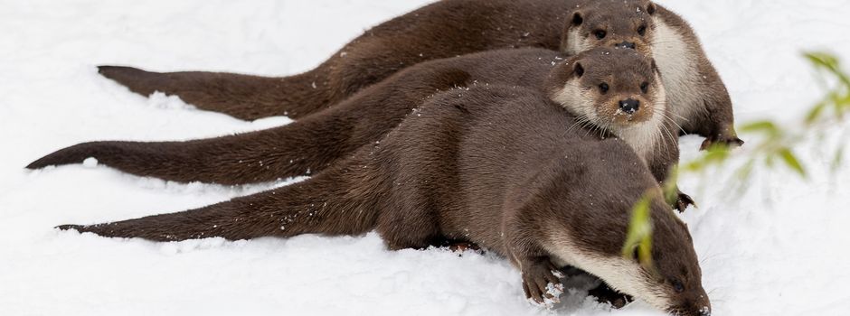 Junge Forscherin ein „Otter-Spotter“