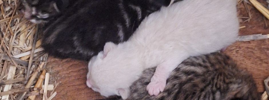 Weißes Katzenbaby aus Kreis Alzey-Worms gestohlen