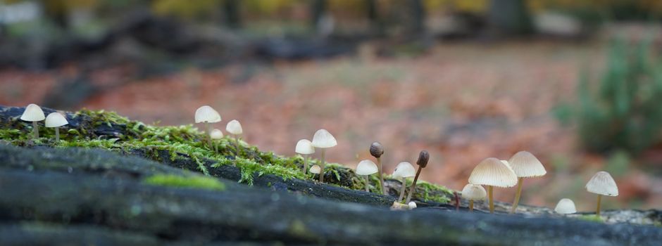 Herbstliche Wanderungen