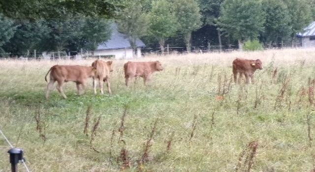 🐄 Nachwuchs