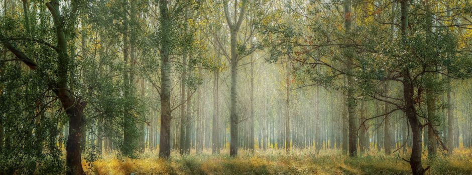 Waldbegang am 25. April 2026