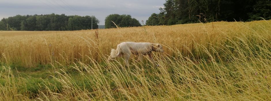 Wer vermisst Hund?
