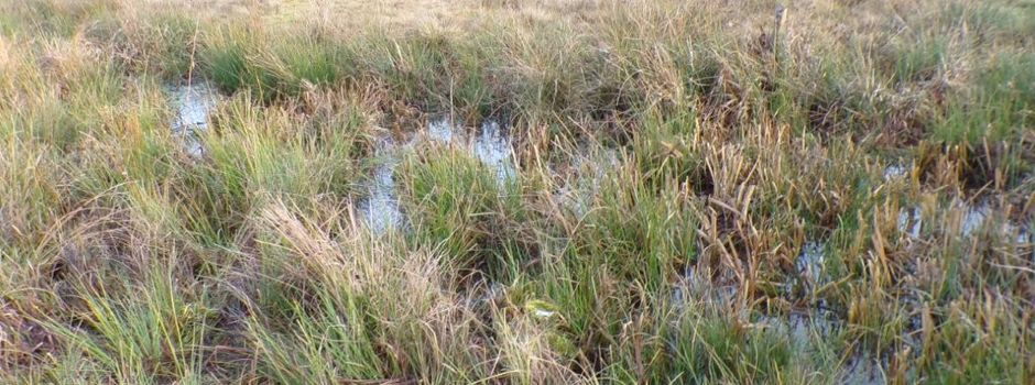 Feuchtbiotop-Grumetwies