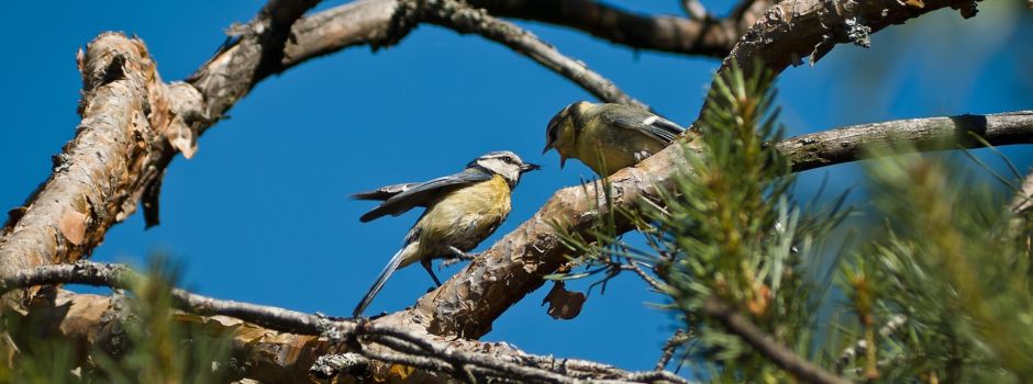 Niddatal gewinnt Wettbewerb mit Umweltprojekt