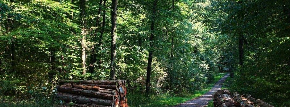 Waldspaziergang/Wanderung 22.04.22 14 Uhr