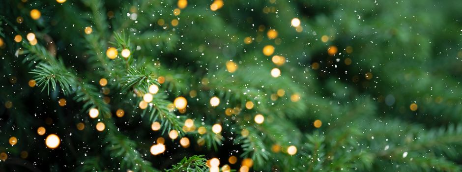 Stadt Munster sucht Drei-Meter-Tanne