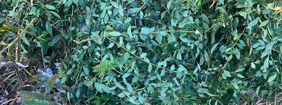 Hecke, Buschwerk und anderer Abfall aus dem Garten