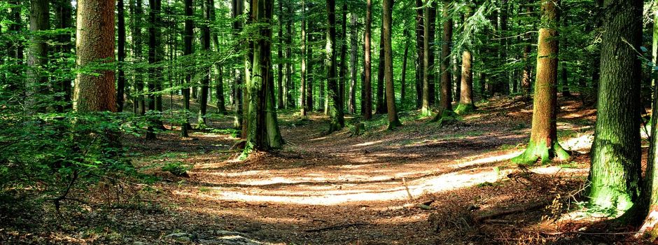 Info zur Lage des Waldes