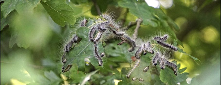 Eichenprozessionsspinner breiten sich in den Eichenwäldern der Region aus