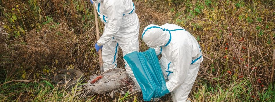 Geflügelpest-Ausbruch im Kyffhäuserkreis: Schutzmaßnahmen ergreifen