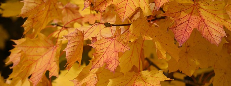 Schredderaktion im November