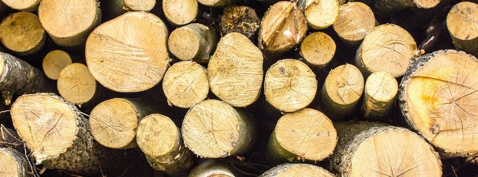 Angeordnete Baumfällung und Entfernung von Totholz entlang der L 3445