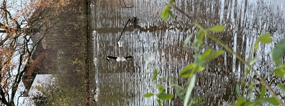 Gänseschwarm stoppt am Klosterteich Herzebrock