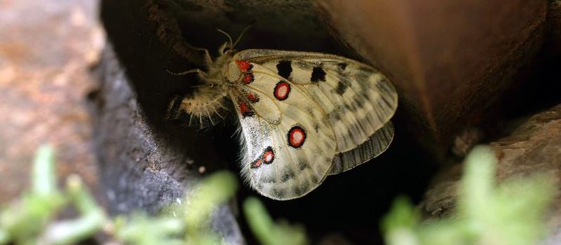 Nach Urteil aus Koblenz: Streit um Spritzflüge an der Mosel geht weiter