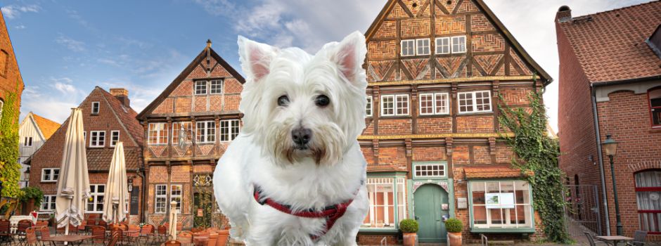 Hunde willkommen in Mölln – aber bitte anmelden!