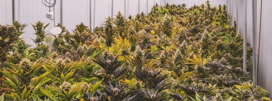 Polizei Koblenz: Großer Schlag gegen Drogenbande aus der Region