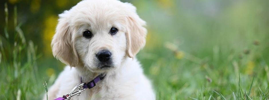 Rücksicht auf Wildtiere: Anleinpflicht für Hunde auf der Schleuseninsel