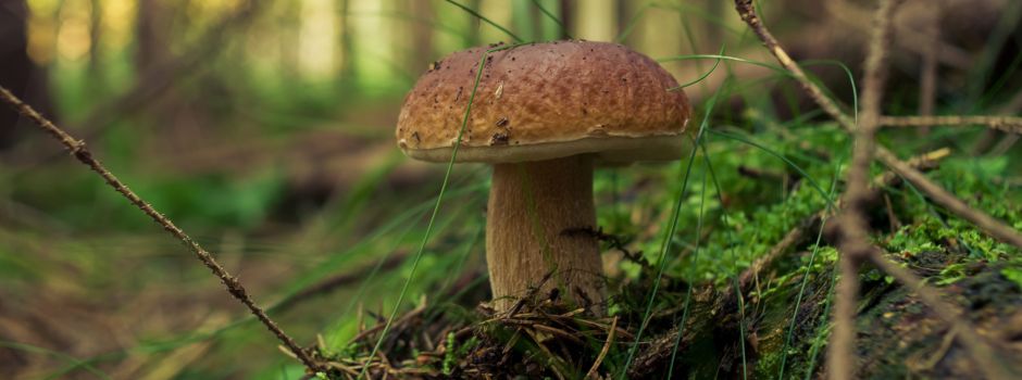 „Pilze im Spätherbst“