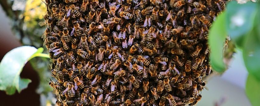 Was tun, wenn man einen Bienenschwarm in der Ortslage findet?