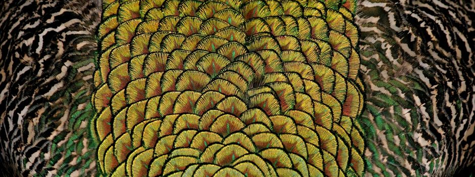 Es wird wild bei der Dschungelnacht im Zoo