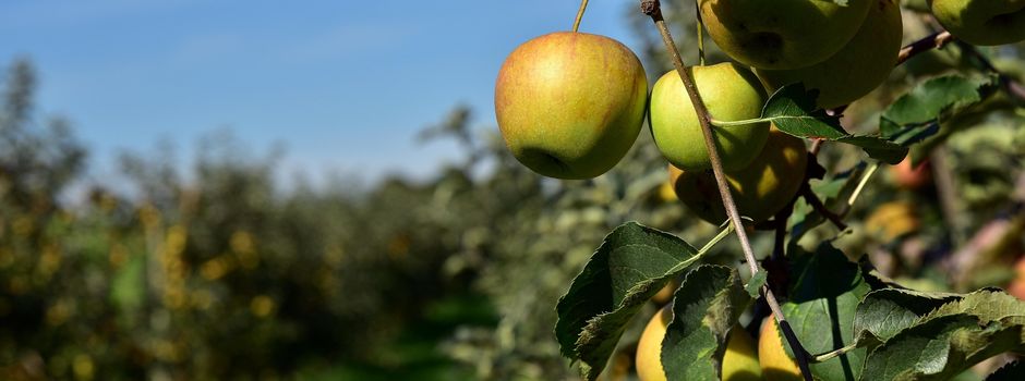 Streuobstwiesen auch in Lampertheim im Fokus