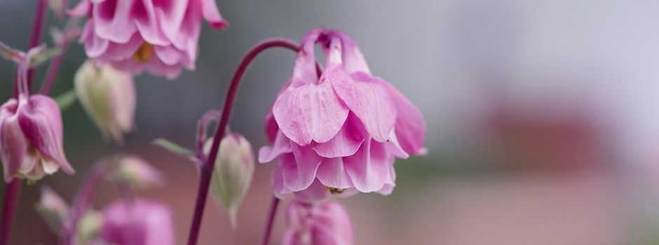 Akelei trifft Bärlauch
