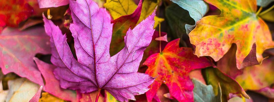 Herbstferienspaß - Anmeldezeitraum gestartet