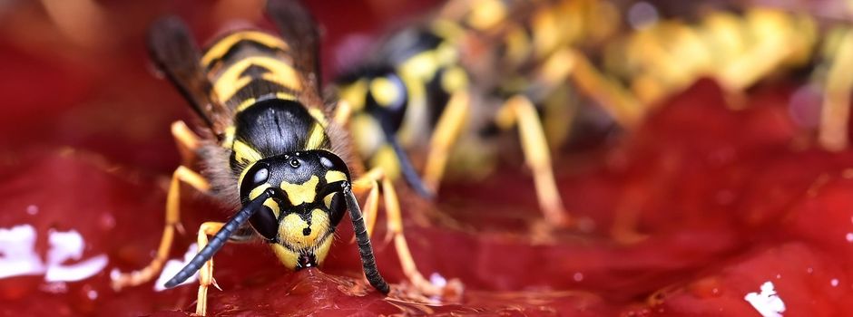 Hornissen und Wespen – richtig handeln