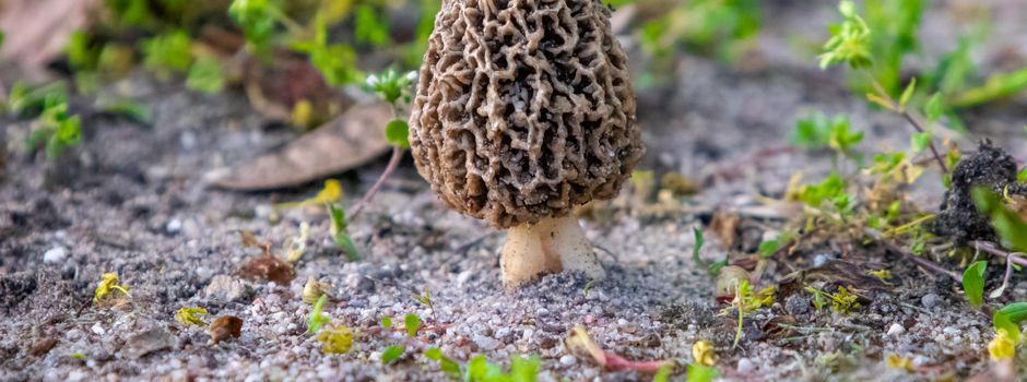 Pilze, Bäume und Pflanzen des Frühjahrs