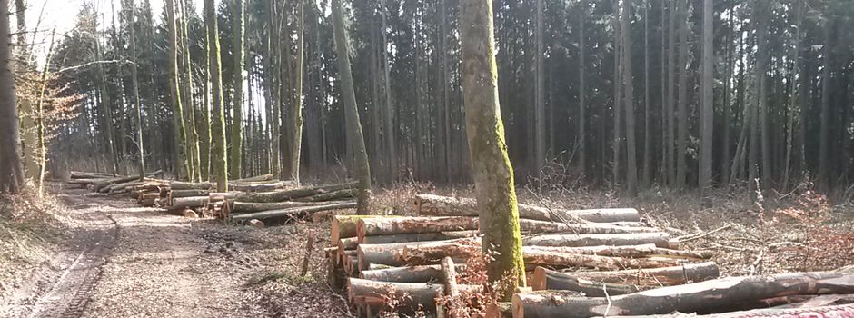 Brennholzbedarf melden!