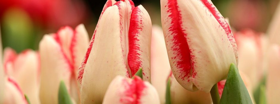 Frühlingskaffee am 19.3. mit spannenden Gästen