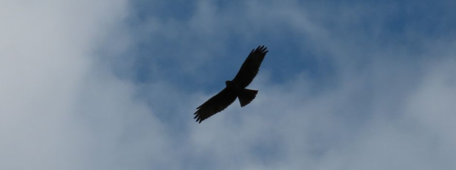 Mehrere Jogger in Wiesbaden von Bussarden angegriffen