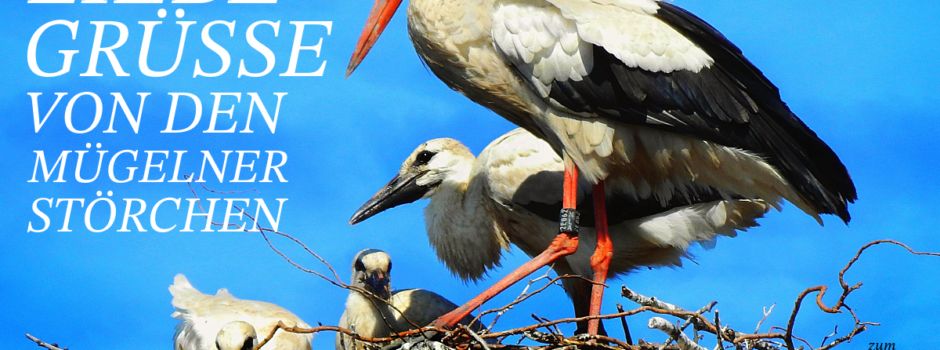 News für Nestkucker - Storchen TV