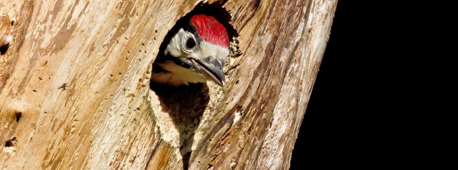 Kostenlose Naturführung zum Thema „Totholz im Wald“