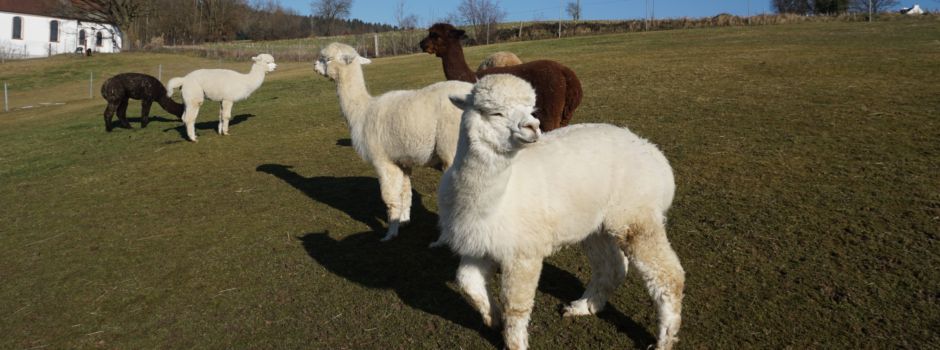Zoos und Tierparks: Zehn Tipps für Ausflüge in und um Augsburg