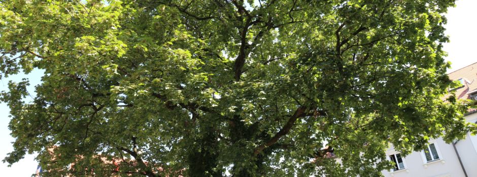Warum die Stadt Bäume an Mainzer verschenkt