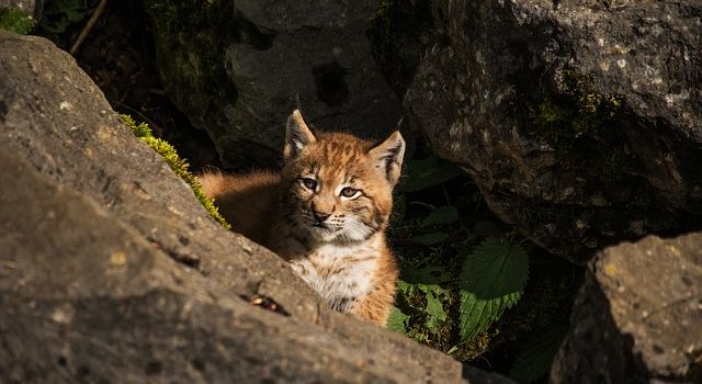 Good News der Woche: Von Großkatzen und Babypause