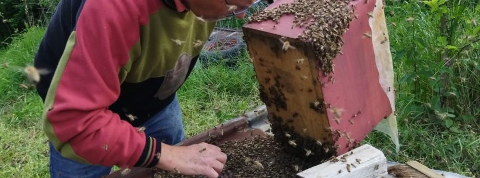 Außergewöhnliches Wildbienenvolk gerettet